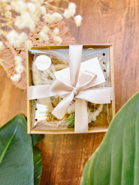 Air Plant Wall Hanging Gift Set