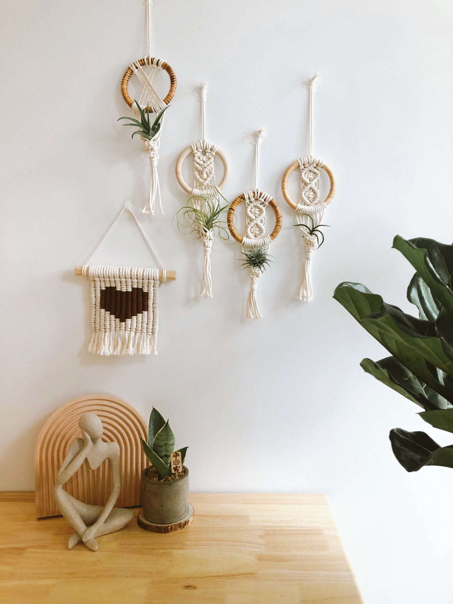 Air Plant Wall Hanging Gift Set