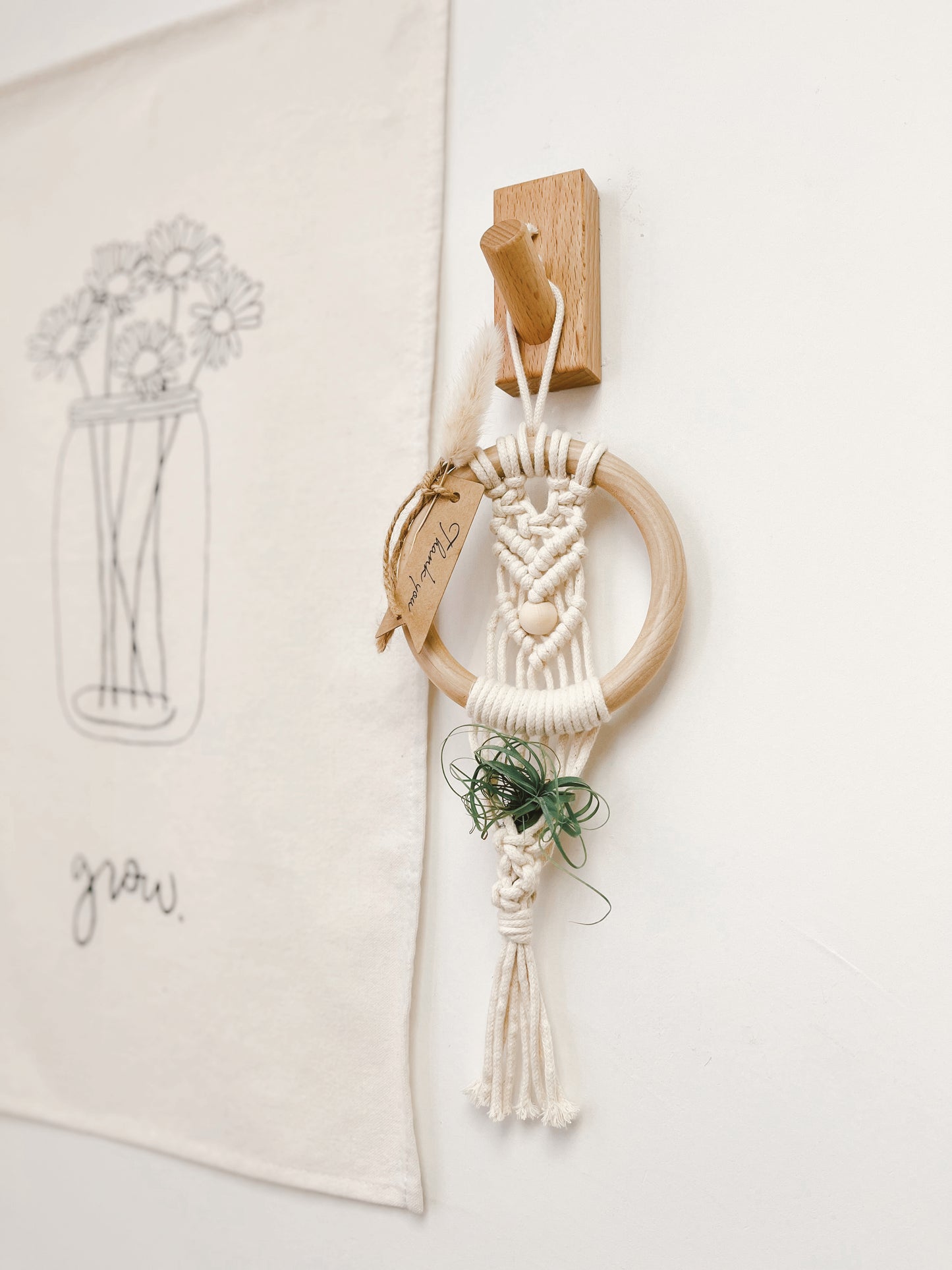 Air Plant Wall Hanging Gift Set