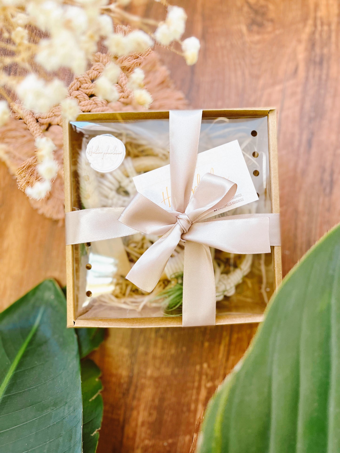 Air Plant Wall Hanging Gift Set