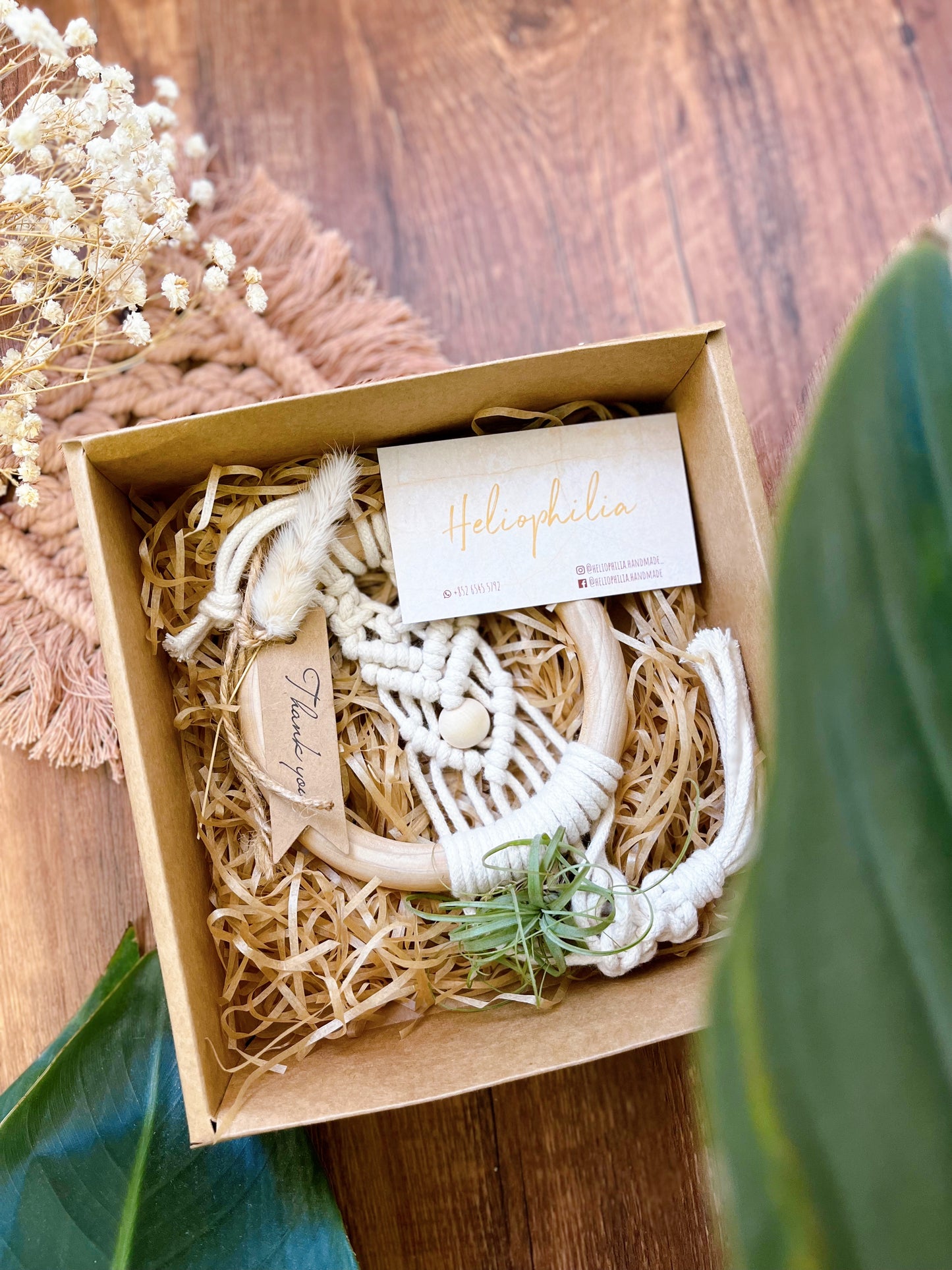 Air Plant Wall Hanging Gift Set