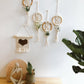Air Plant Wall Hanging Gift Set